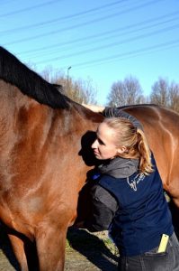 GRATIS e-book 5 blokkades bij het paard Sandy Jansen paardenosteopathie