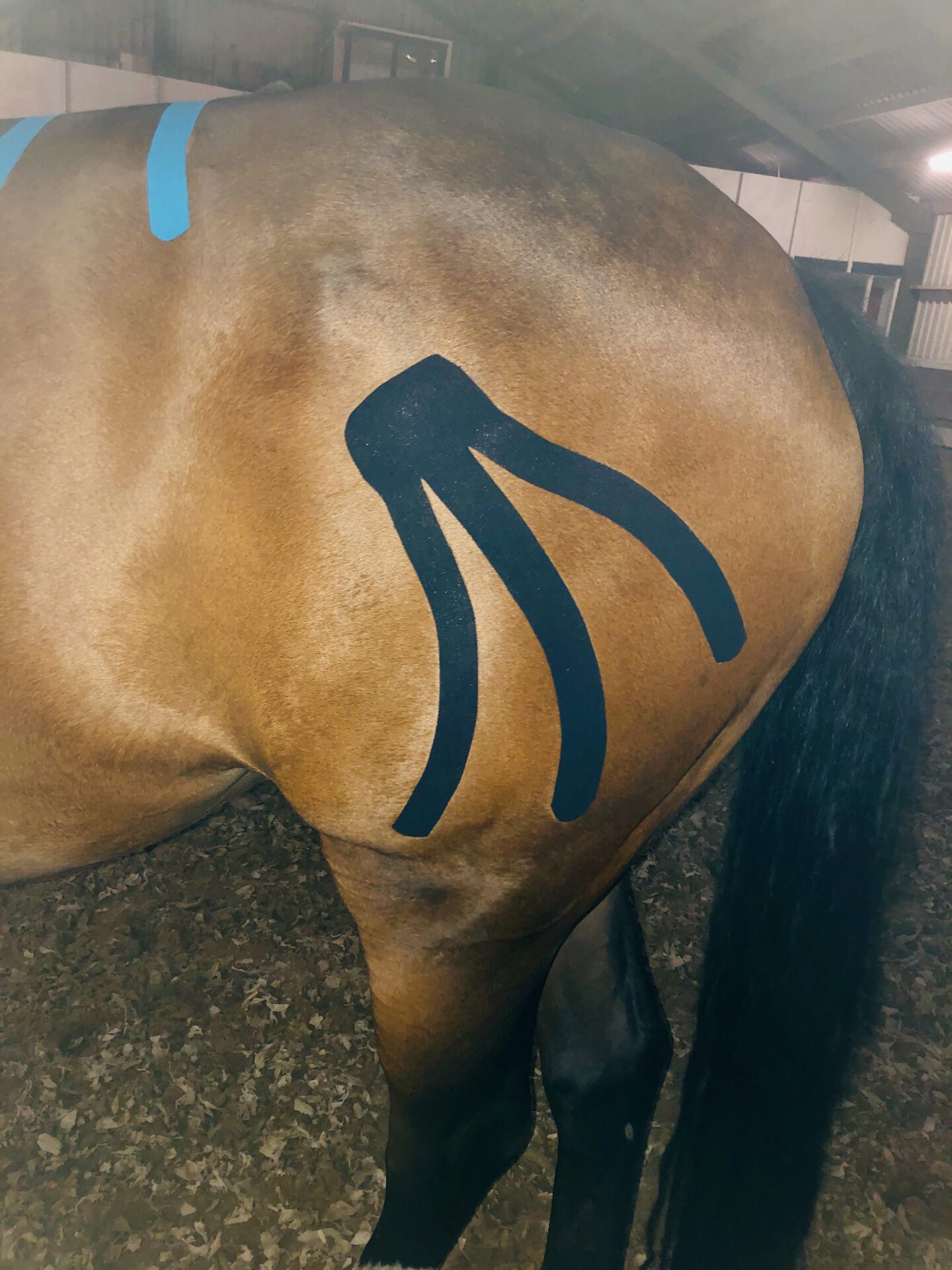 Medical kinesiology taping paard