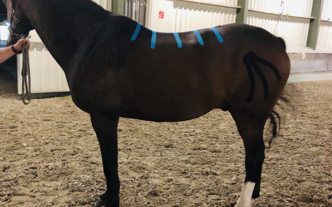 Medical taping bij paarden