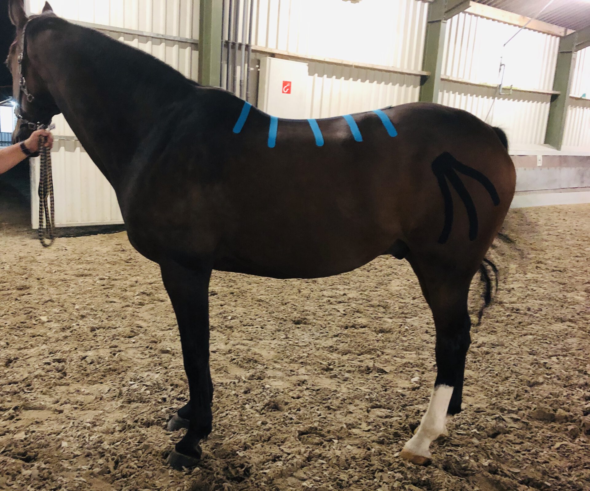 Medical taping bij paarden - Sandy Jansen