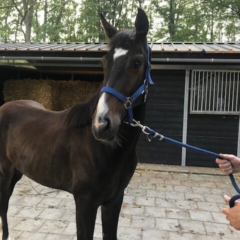 Sandy Jansen Paardenosteopaat