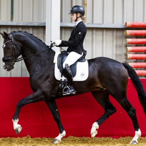 Sandy Jansen Paardenosteopaat